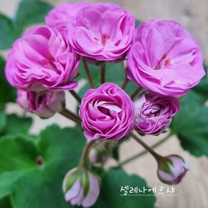 제라늄 셀레나에르샤