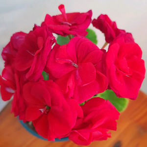 제라늄 버마의여왕