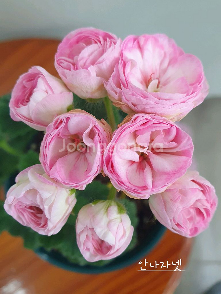 제라늄 3종 안나자넷,오덴시외심포니아,AY꿈길--0