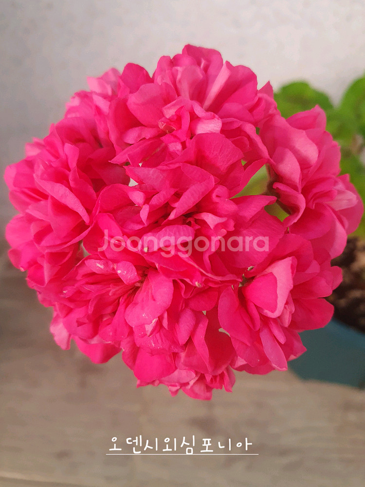 제라늄 3종 안나자넷,오덴시외심포니아,AY꿈길--1