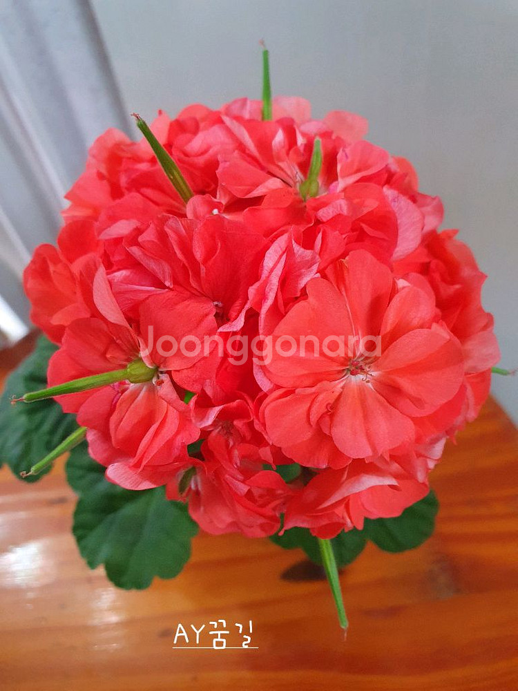 제라늄 3종 안나자넷,오덴시외심포니아,AY꿈길--2