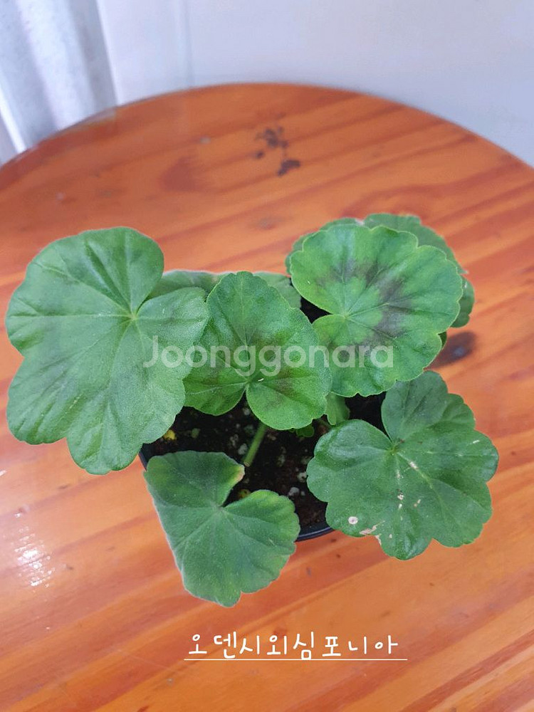 제라늄 3종 안나자넷,오덴시외심포니아,AY꿈길--5