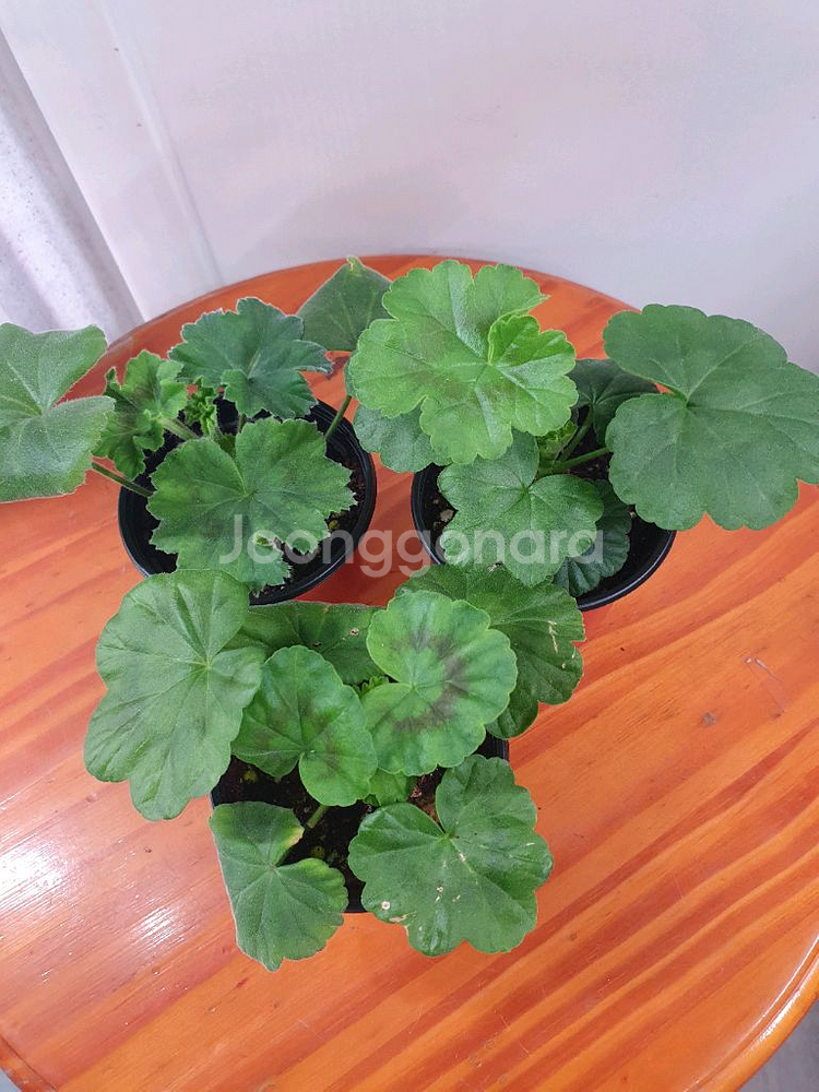 제라늄 3종 안나자넷,오덴시외심포니아,AY꿈길--3