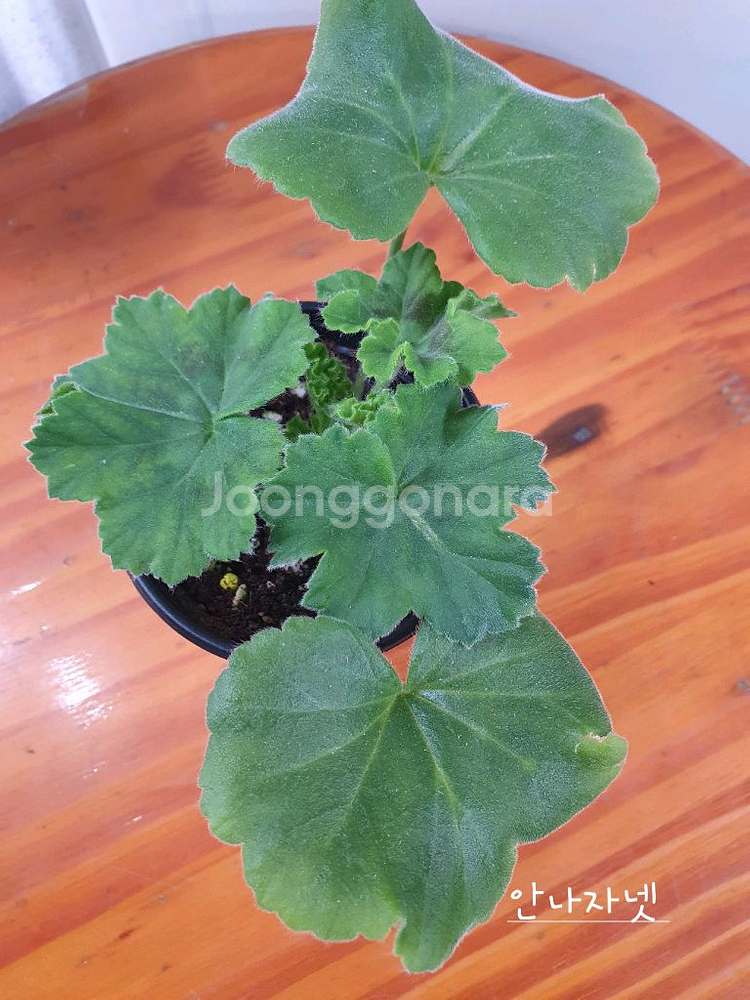 제라늄 3종 안나자넷,오덴시외심포니아,AY꿈길--4