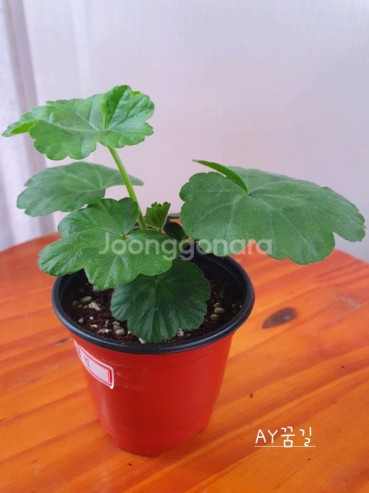 제라늄 3종 안나자넷,오덴시외심포니아,AY꿈길--6