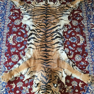 진품 호랑이 박제 팝니다.