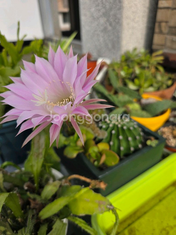 단모환선인장--0