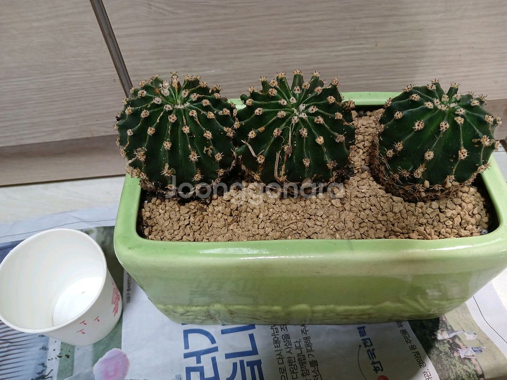 단모환선인장--1