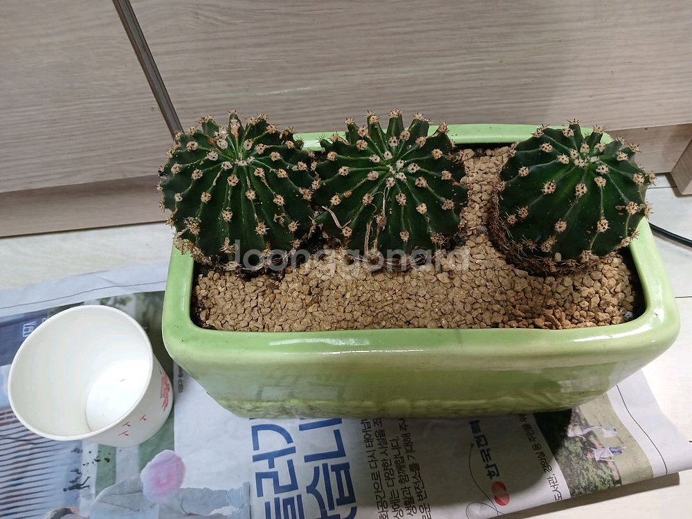 단모환선인장--2