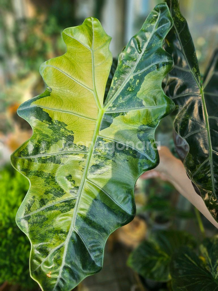 알로카시아 푸세이도 산데리아나 핑크바리모주 (자구달린)--1