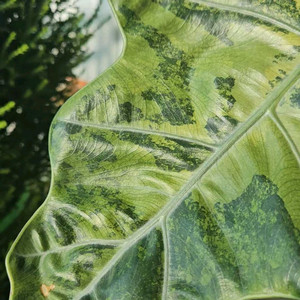 알로카시아 푸세이도 산데리아나 핑크바리모주 (자구달린)