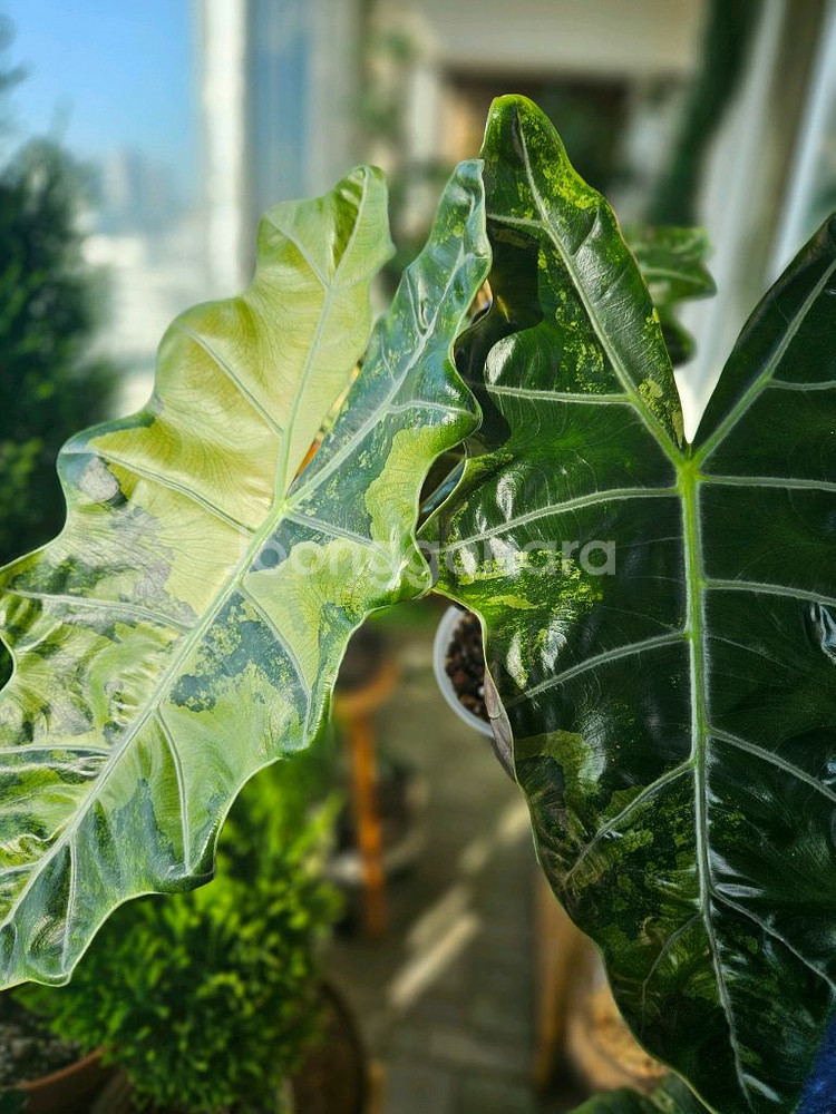 알로카시아 푸세이도 산데리아나 핑크바리모주 (자구달린)--2