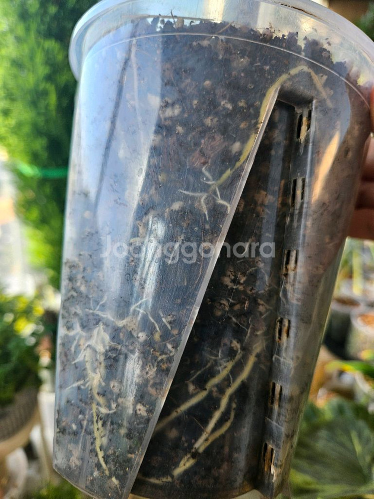 알로카시아 푸세이도 산데리아나 핑크바리모주 (자구달린)--5