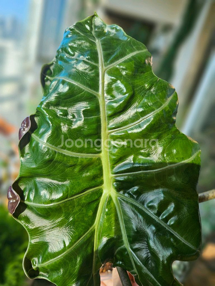 알로카시아 푸세이도 산데리아나 핑크바리모주 (자구달린)--4