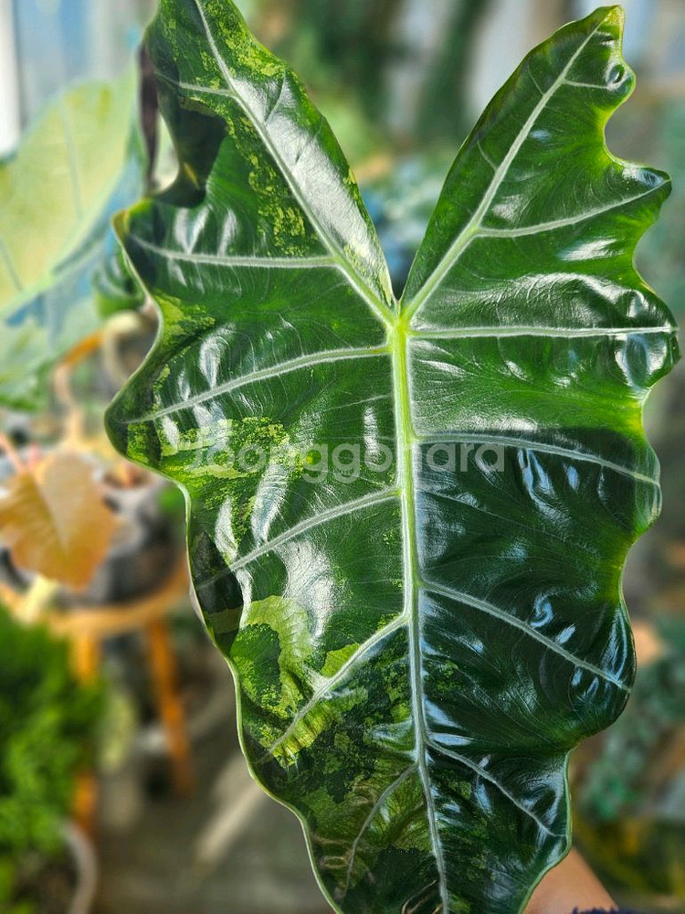 알로카시아 푸세이도 산데리아나 핑크바리모주 (자구달린)--3