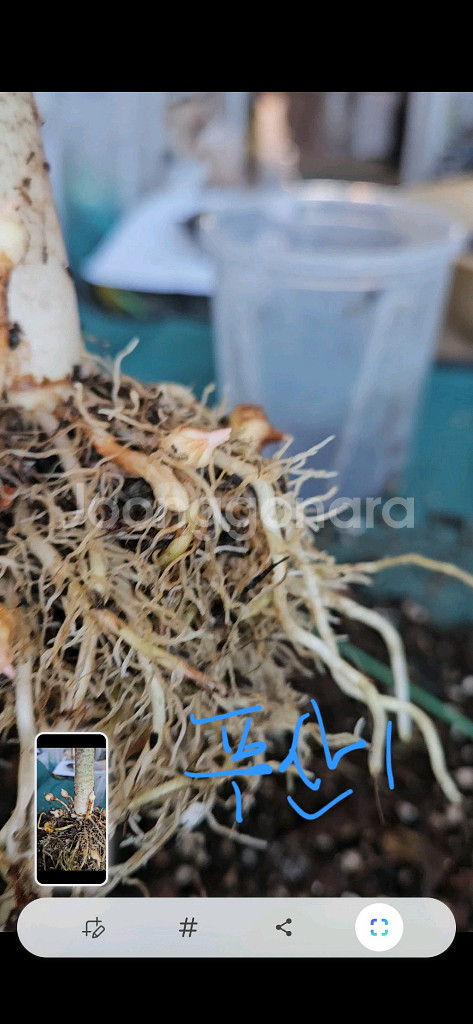 알로카시아 푸세이도 산데리아나 핑크바리모주 (자구달린)--6