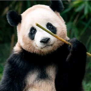 에버랜드 종일권