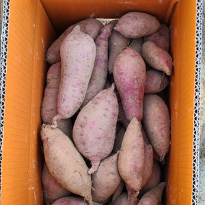 꿀고구마 10 키로