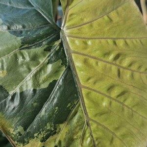 알로카시아 유카탄프린세스 바리에가타