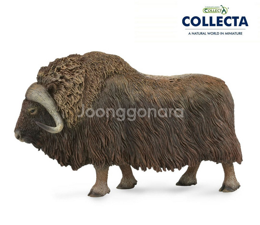 콜렉타 컬렉타 사향소--0