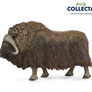 콜렉타 컬렉타 사향소