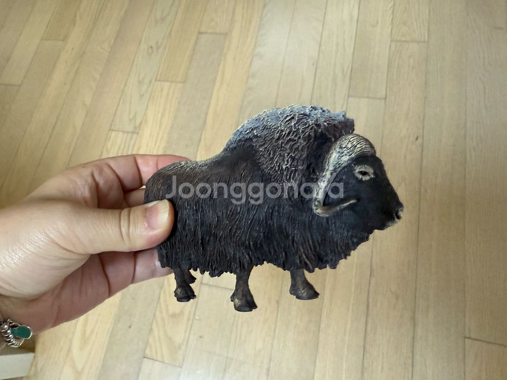 콜렉타 컬렉타 사향소--1