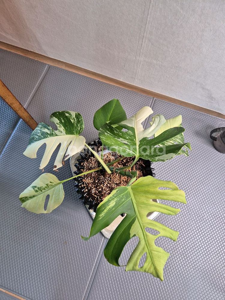 몬스테라 보르시지아나 민트 바리에가타--2