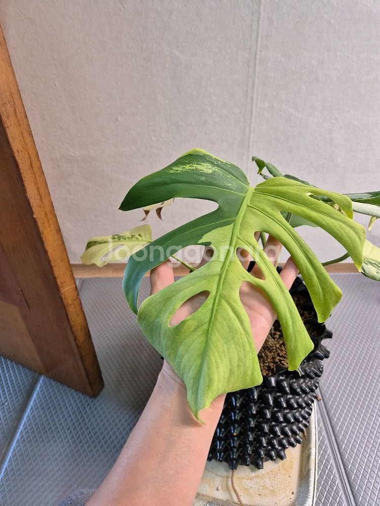 몬스테라 보르시지아나 민트 바리에가타--0