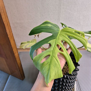 몬스테라 보르시지아나 민트 바리에가타