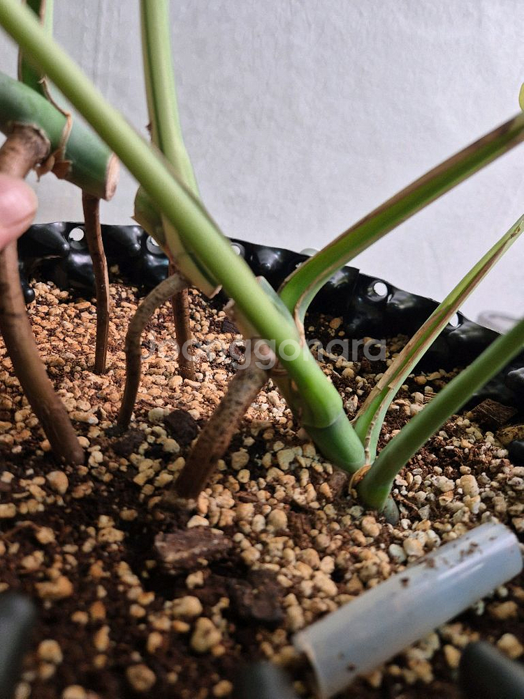 몬스테라 보르시지아나 민트 바리에가타--3