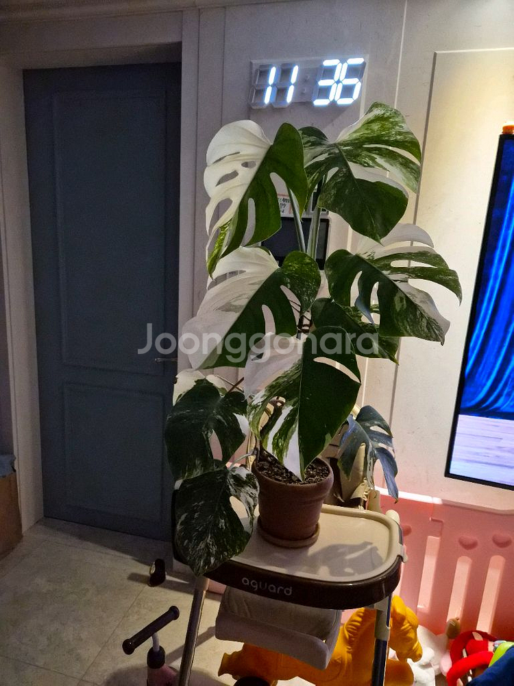 몬스테라알보--0