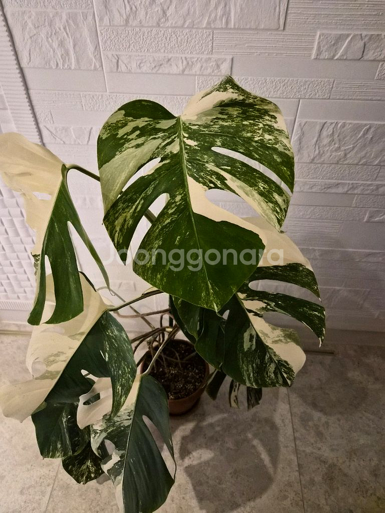 몬스테라알보--2