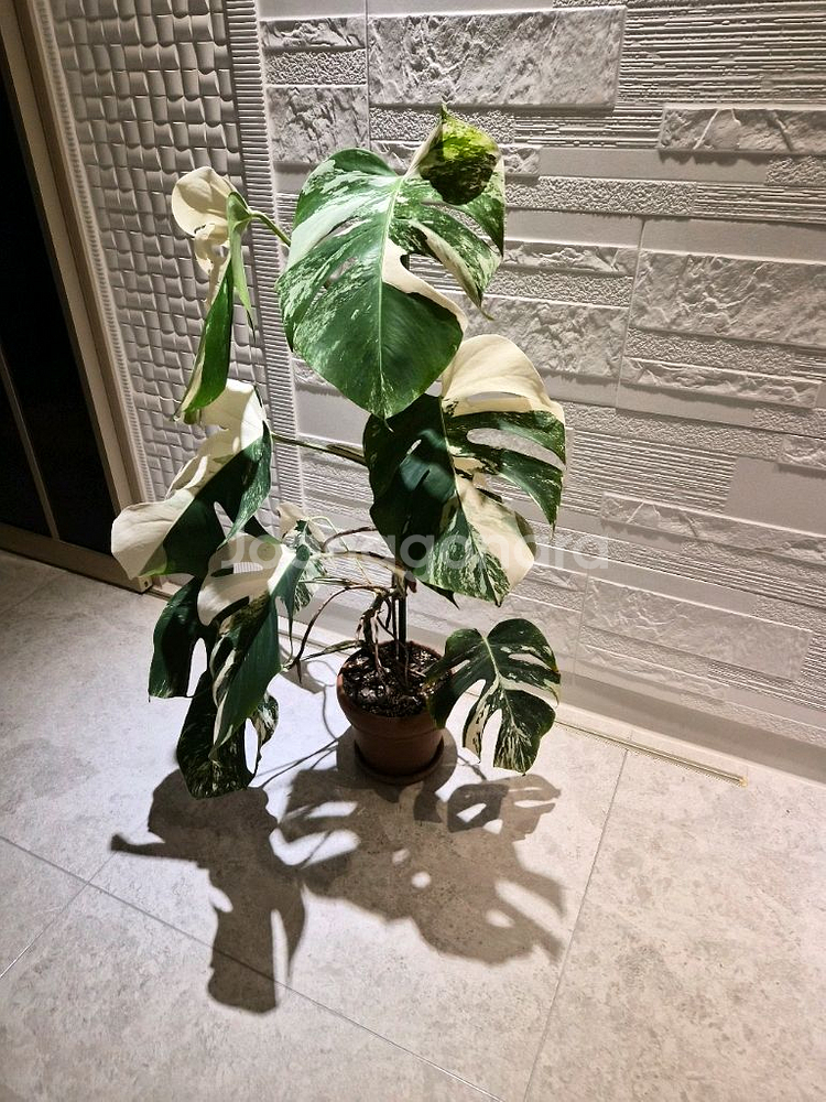 몬스테라알보--1