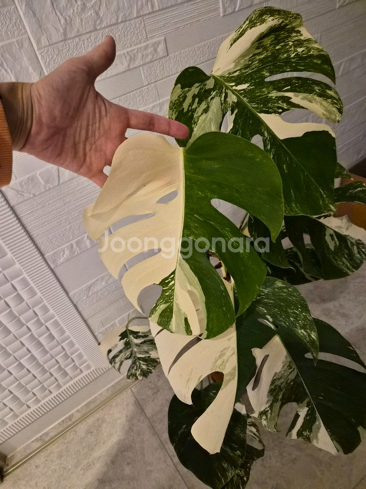 몬스테라알보--3