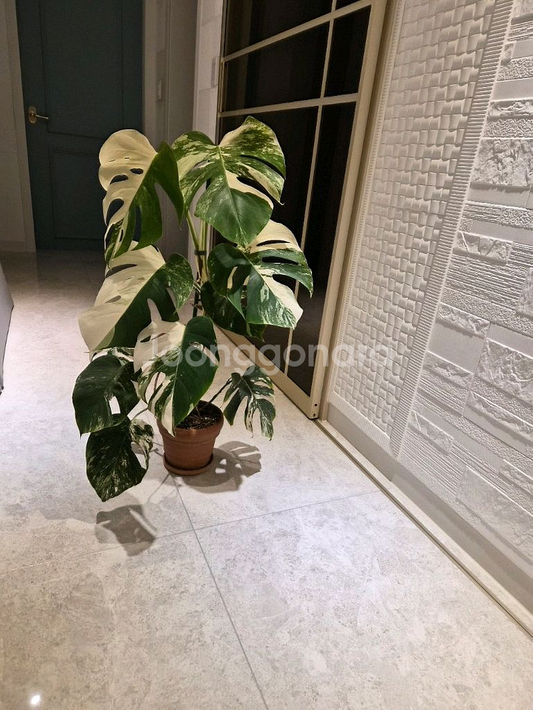 몬스테라알보--4