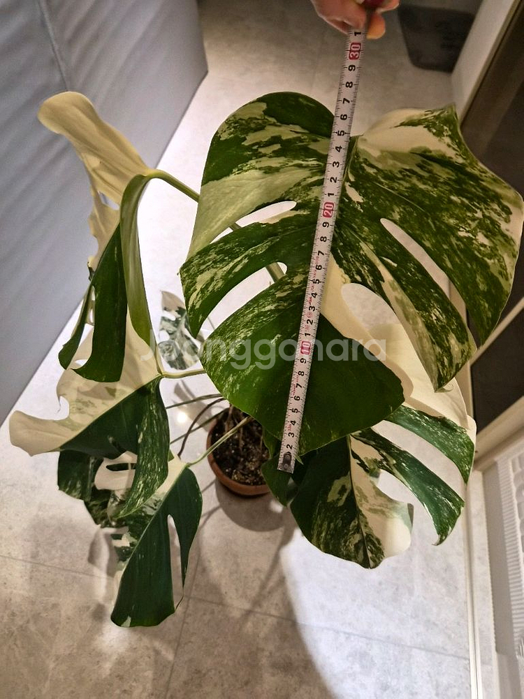 몬스테라알보--6