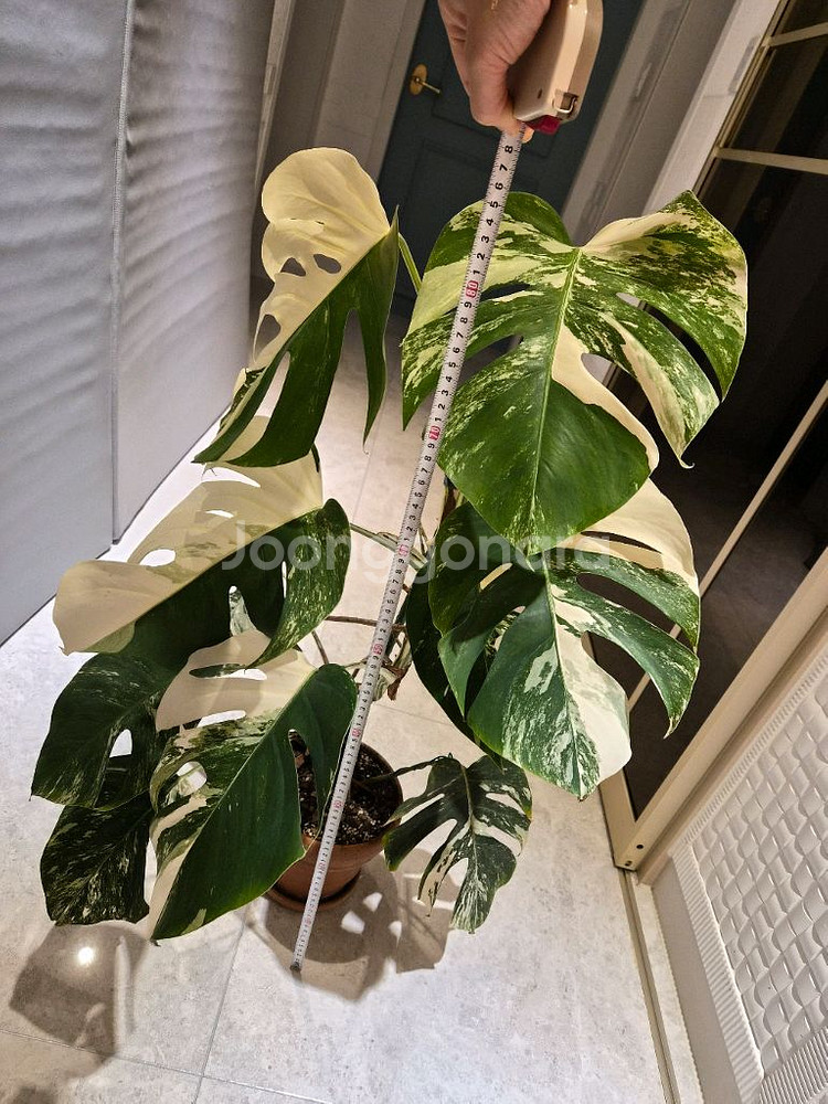 몬스테라알보--5