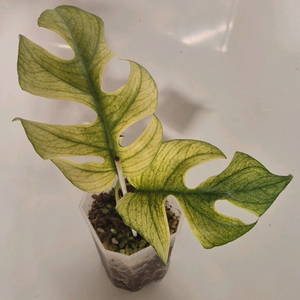 풀민트 히메몬스테라 무천이 탑