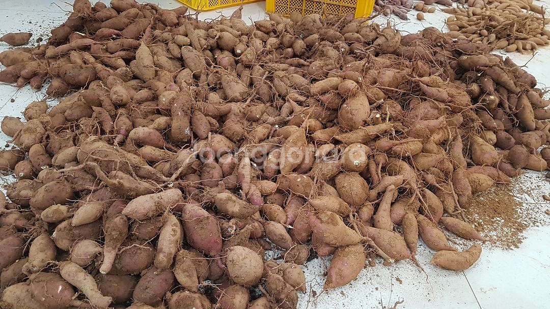 고구마 두박스 20kg--0