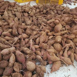 고구마 두박스 20kg