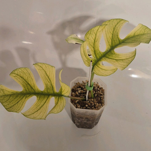 풀민트 히메몬스테라 무천이 탑