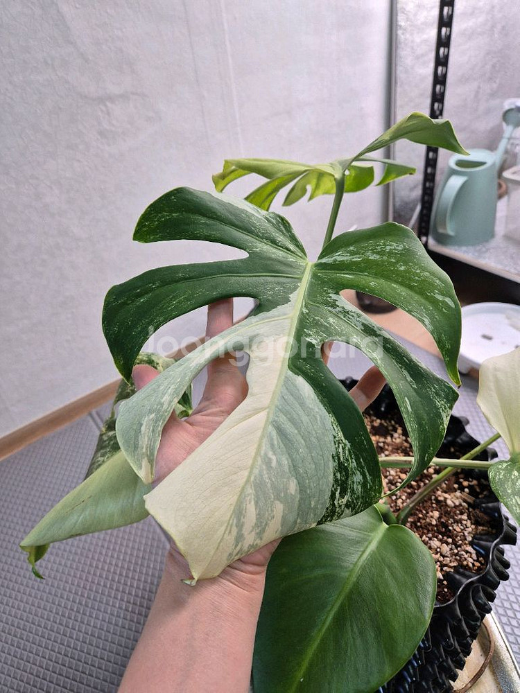 몬스테라 보르시지아나 민트 바리에가타--0