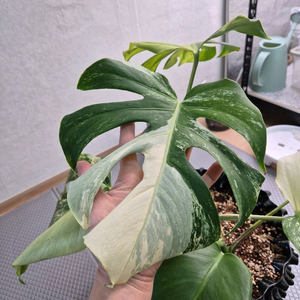 몬스테라 보르시지아나 민트 바리에가타