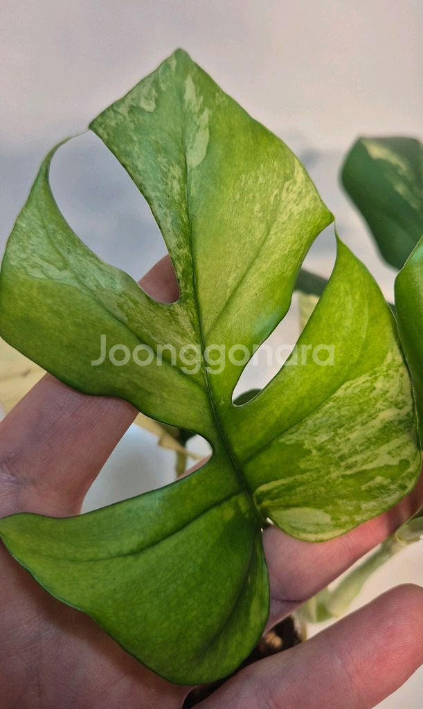 옐로우 히메몬스테라 무천이--2