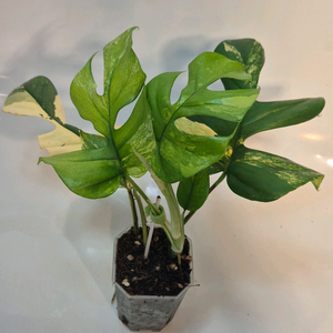 옐로우 히메몬스테라 무천이