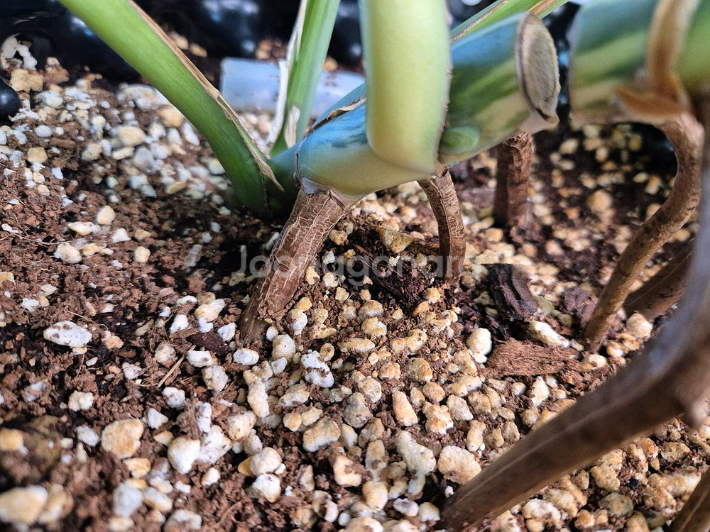 몬스테라 보르시지아나 민트 바리에가타--1