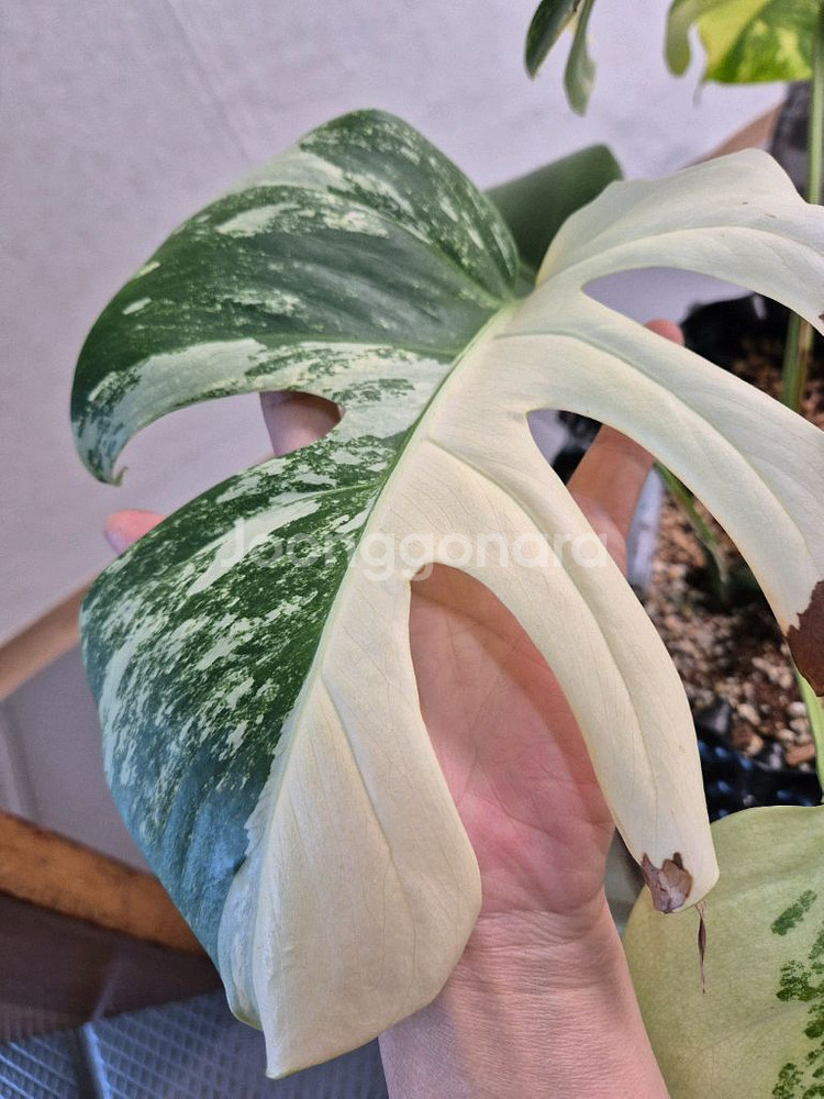 몬스테라 보르시지아나 민트 바리에가타--0