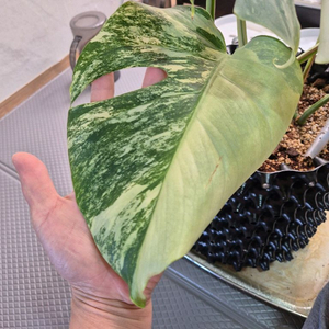 몬스테라 보르시지아나 민트 바리에가타