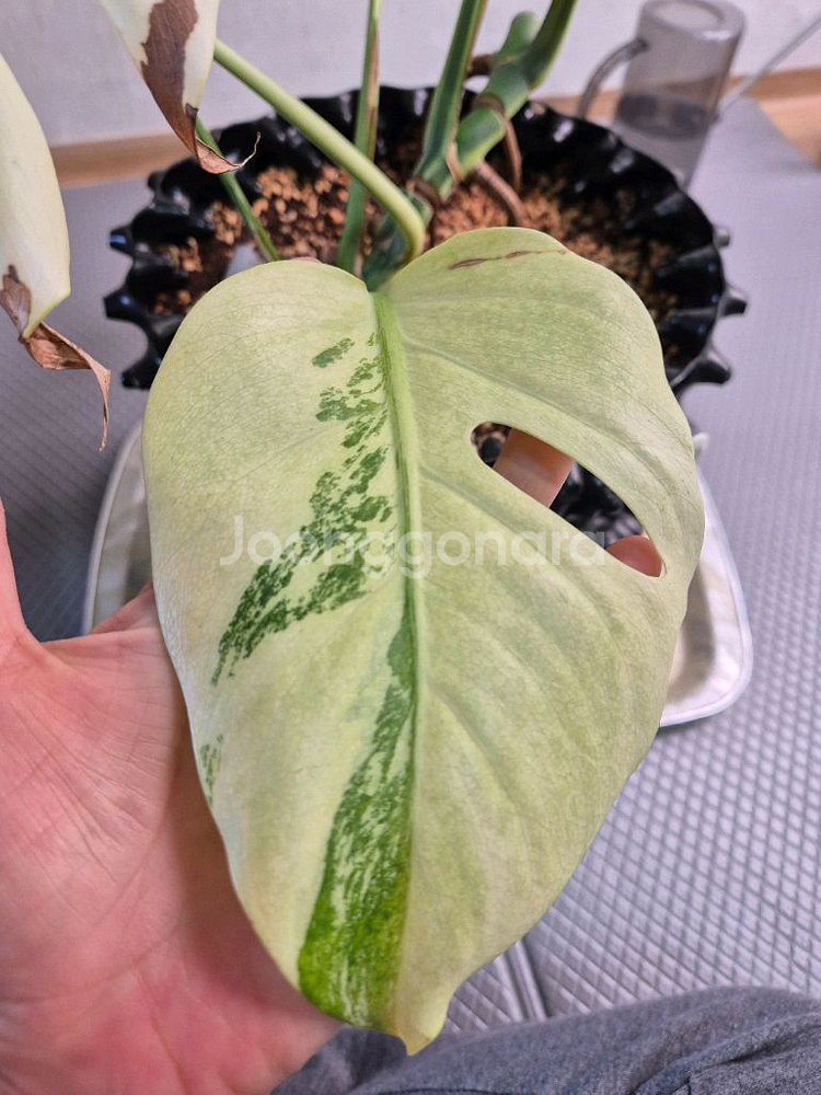 몬스테라 보르시지아나 민트 바리에가타--0