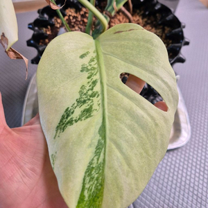 몬스테라 보르시지아나 민트 바리에가타